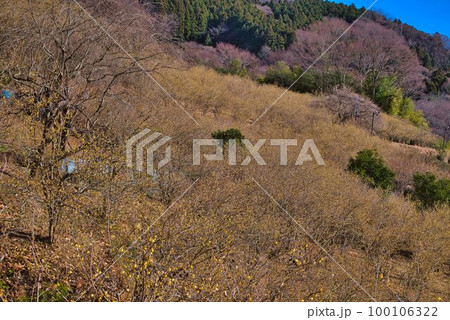 山一面のロウバイ林 山一面のロウバイ林 100106322