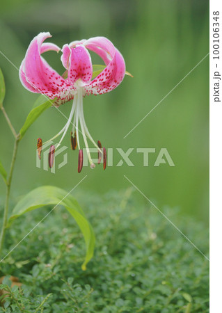 鹿の子百合 100106348