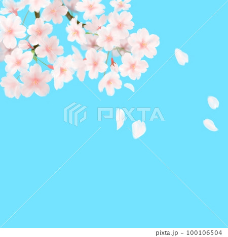 桜の花びらが春の晴れた空に舞う様子 100106504