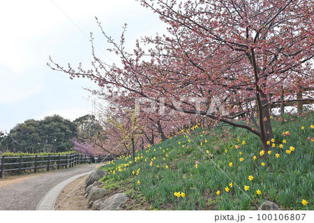 河津桜(上関) 河津桜(上関) 100106807