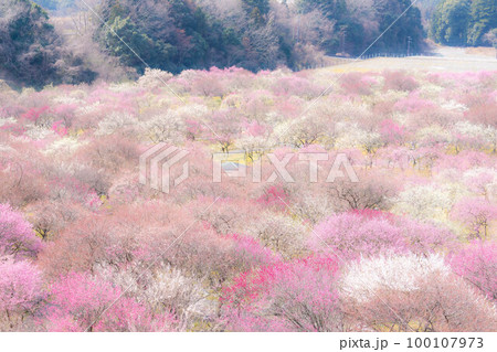 【早春素材】いなべ市農業公園の梅林【三重県】 【早春素材】いなべ市農業公園の梅林【三重県】 100107973