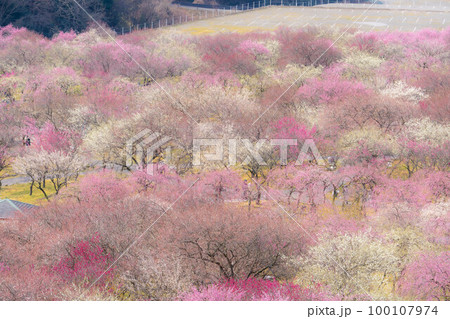 【早春素材】いなべ市農業公園の梅林【三重県】 【早春素材】いなべ市農業公園の梅林【三重県】 100107974