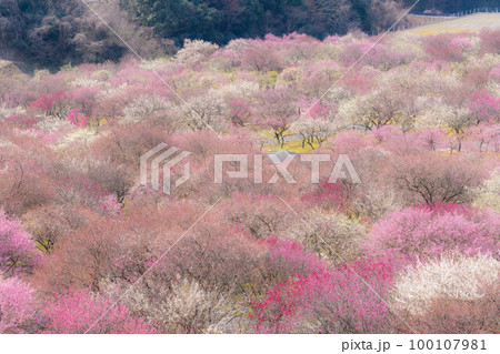 【早春素材】いなべ市農業公園の梅林【三重県】 【早春素材】いなべ市農業公園の梅林【三重県】 100107981