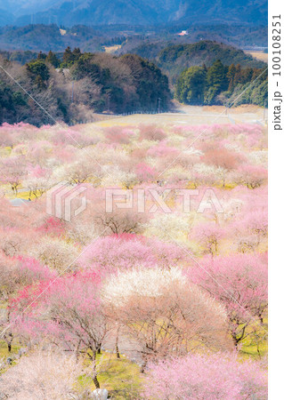【早春素材】いなべ市農業公園の梅林【三重県】 【早春素材】いなべ市農業公園の梅林【三重県】 100108251