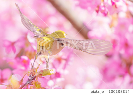 河津桜とメジロ 100108814