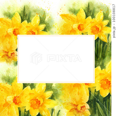 White frame on watercolour background with spring yellow narcissus 100108817