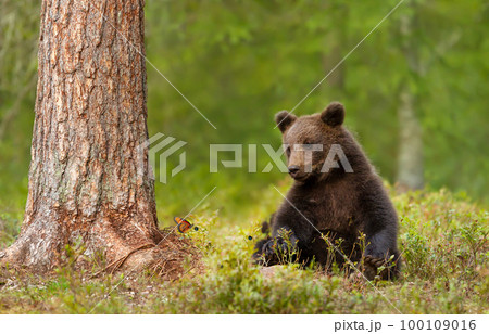 Eurasian Brown bear cub with a butterfly Eurasian Brown bear cub with a butterfly 100109016
