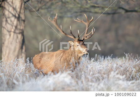 Close up of a Red deer stag in winter 100109022