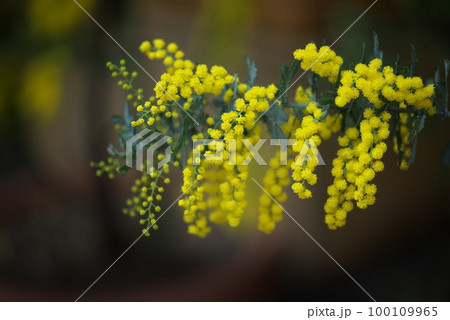 ギンヨウアカシアの花 100109965