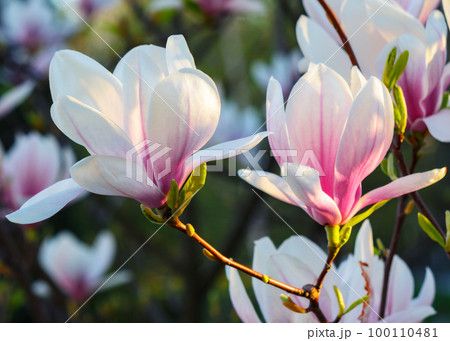 pink magnolia blossom closeup. floral background in evening light 100110481