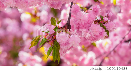 branch in pink cherry blossom. spring has come 100110483