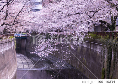目黒川の桜 目黒川の桜 100110834