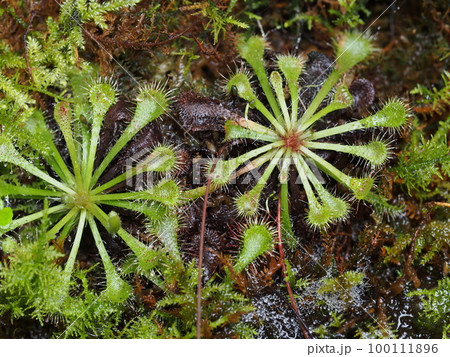コモウセンゴケ(モウセンゴケ科) コモウセンゴケ(モウセンゴケ科) 100111896