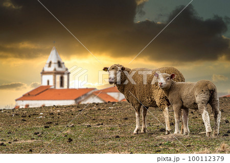 Family of Sheeps lying on a green meadow at Membrio, Extremadura in Spain 100112379