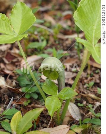 ムサシアブミの花　学名 ：Arisaema ringens 100112551