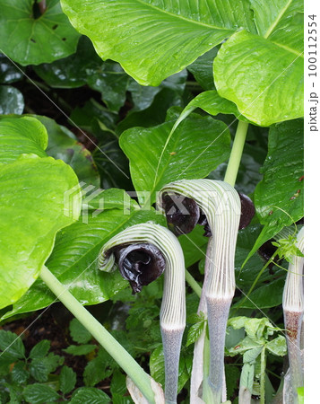ムサシアブミの花　学名 ：Arisaema ringens 100112554