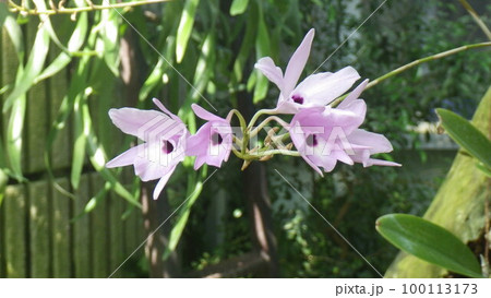 レリア・ルベスケンス レリア・ルベスケンス 100113173