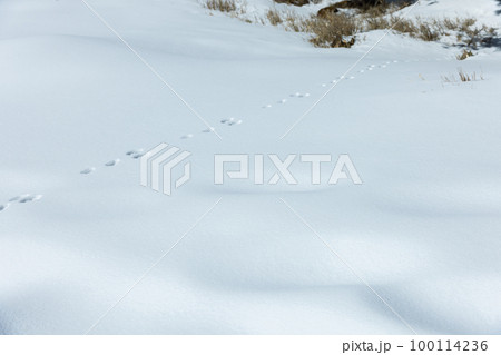 雪の上のうさぎの足跡 100114236