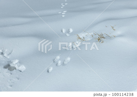 雪の上のうさぎの足跡 100114238