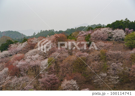 桜満開の吉野山③ 桜満開の吉野山③ 100114741