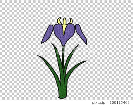 鳶尾花 鳶尾花 100115462