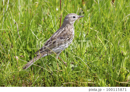 Meadow pipit (Anthus pratensis) in Arkemheenpolder in the Netherlands. 100115871