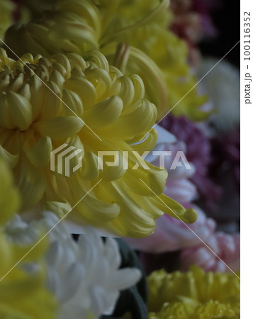 菊祭り大輪の菊　 100116352