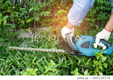 Woman taking care and growing plants, Hobby planting home garden, ornamental pruning. Woman taking care and growing plants, Hobby planting home garden, ornamental pruning. 100116378