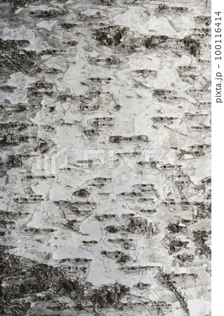 Pubescent birch Pubescent birch 100116414