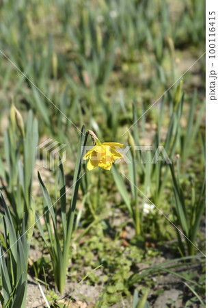 Wild Daffodil 100116415