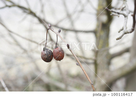 Handkerchief tree Handkerchief tree 100116417