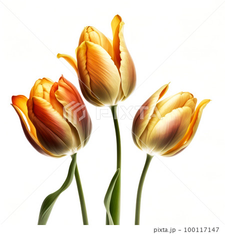 yellow tulips on a light background.generative AI 100117147
