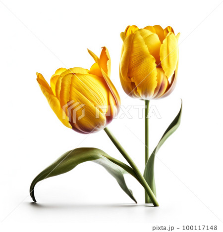 yellow tulips on a light background.generative AI 100117148