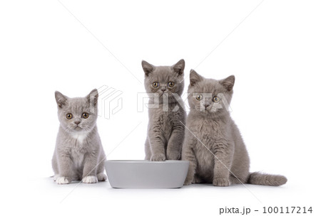 British Shorthair cat kittens on white background British Shorthair cat kittens on white background 100117214