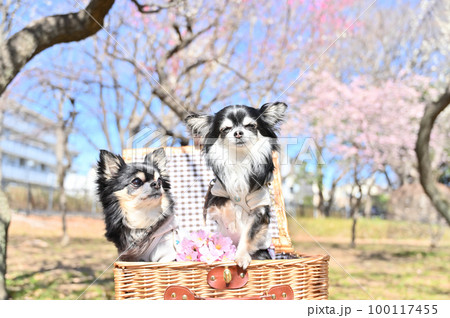 仲良くバスケットに入る2匹のチワワ　満開の梅林でお花見 100117455