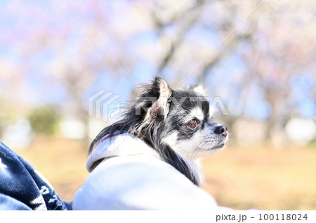 満開の梅林と　可愛いチワワ 100118024