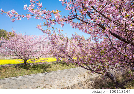 【河津桜】東大山の河津桜と菜の花 100118144