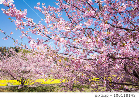 【河津桜】東大山の河津桜と菜の花 100118145