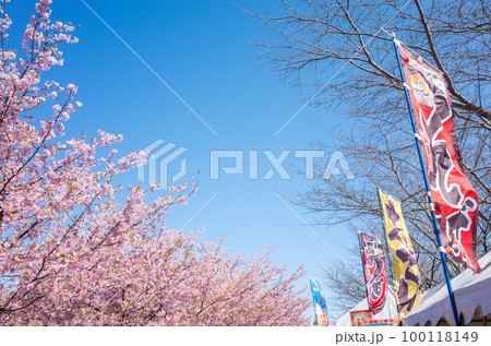 【河津桜】東大山のさくらまつり 100118149