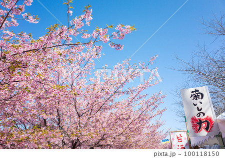 【河津桜】東大山のさくらまつり 100118150
