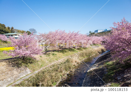 【河津桜】東大山の河津桜と菜の花 100118153