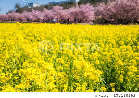 【河津桜】東大山の菜の花畑と河津桜 100118163
