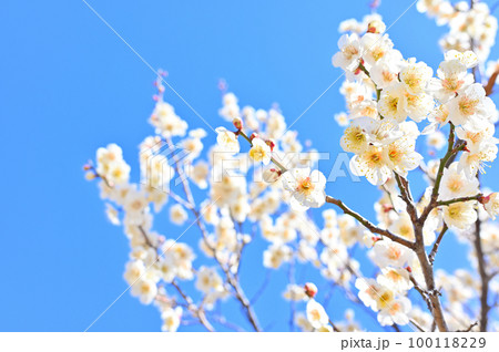 満開の梅の木と爽やかな春の空 満開の梅の木と爽やかな春の空 100118229
