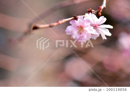 早咲きの桜 福岡市東区 アイランドシティ中央公園 早咲きの桜 福岡市東区 アイランドシティ中央公園 100119856