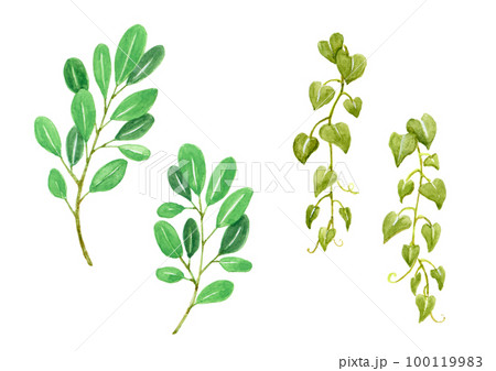植物の水彩イラスト 100119983