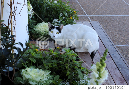A domestic cat walks in a city park in Israel. A domestic cat walks in a city park in Israel. 100120194