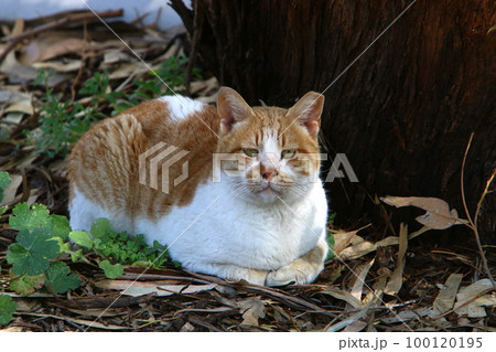 A domestic cat walks in a city park in Israel. 100120195