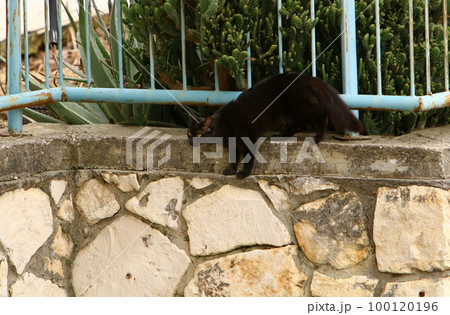 A domestic cat walks in a city park in Israel. A domestic cat walks in a city park in Israel. 100120196