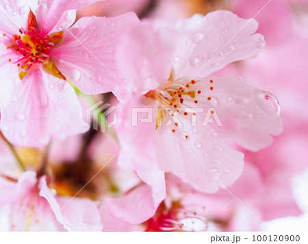 早朝の河津桜 早朝の河津桜 100120900