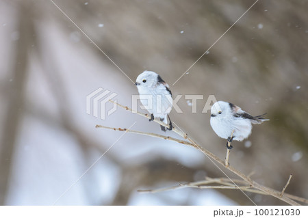 降雪とシマエナガ 100121030